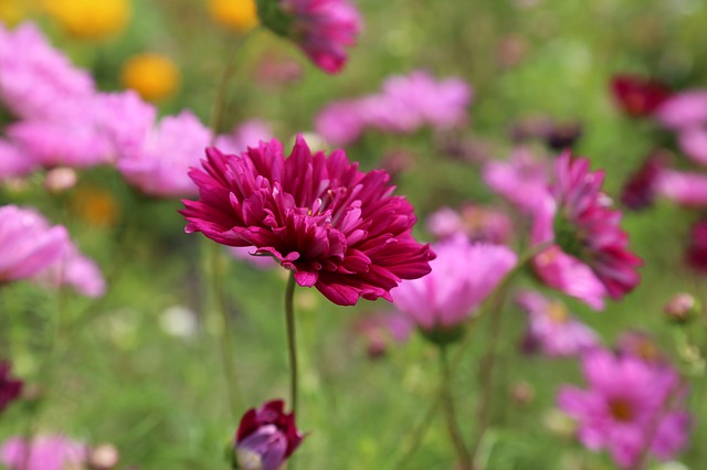 flower-408833_640.jpg