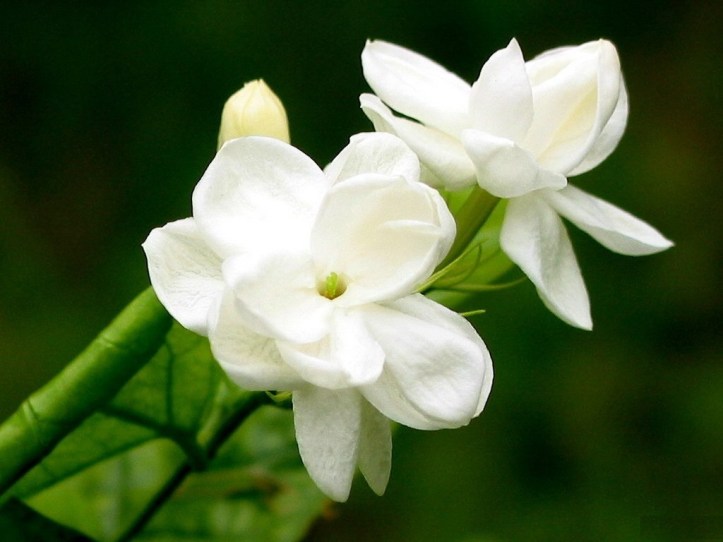 jasmine-flower-photos