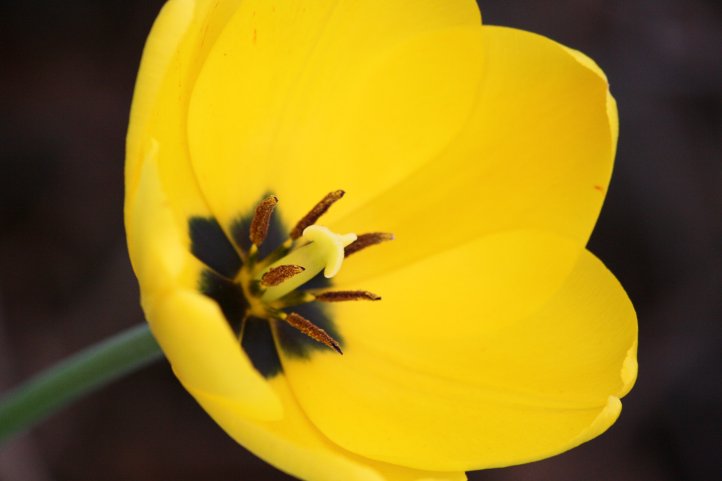 open-yellow-tulip