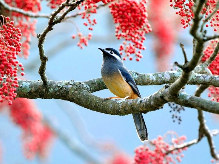 tree and bird.jpg