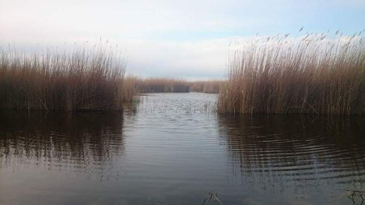 18010343_10154595291070292_8661180608399500956_n